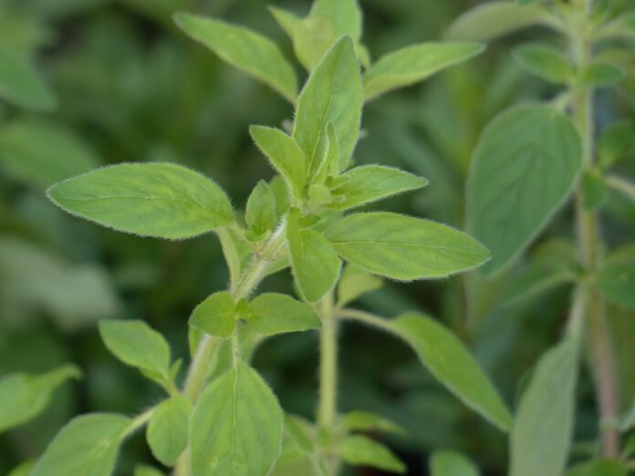 Top 10 oregano brands in Chile