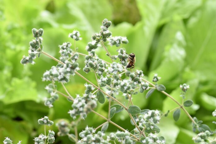 Top 10 oregano brands in the United States