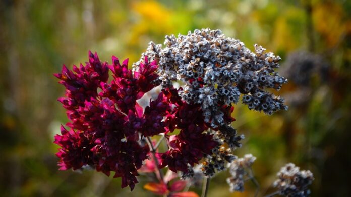 Top 10 oregano export companies in Chile