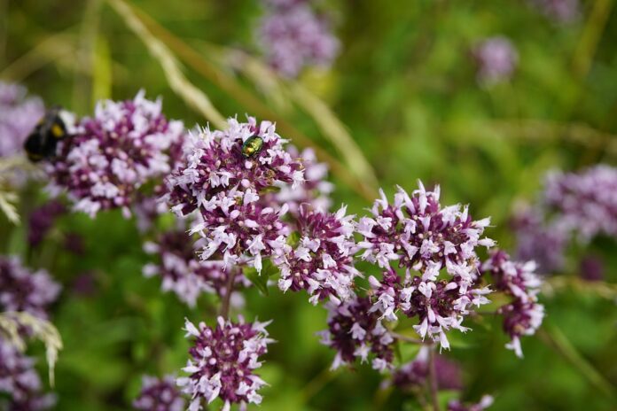 Top 10 oregano export companies in Egypt