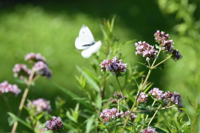 Top 10 oregano export companies in Greece