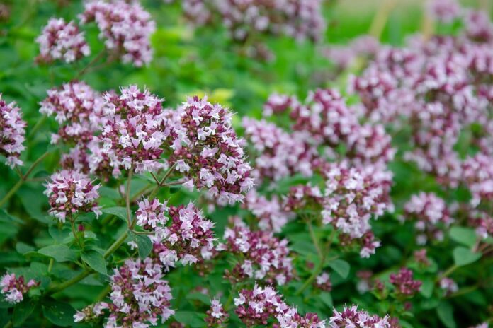 Top 10 oregano import companies in Canada