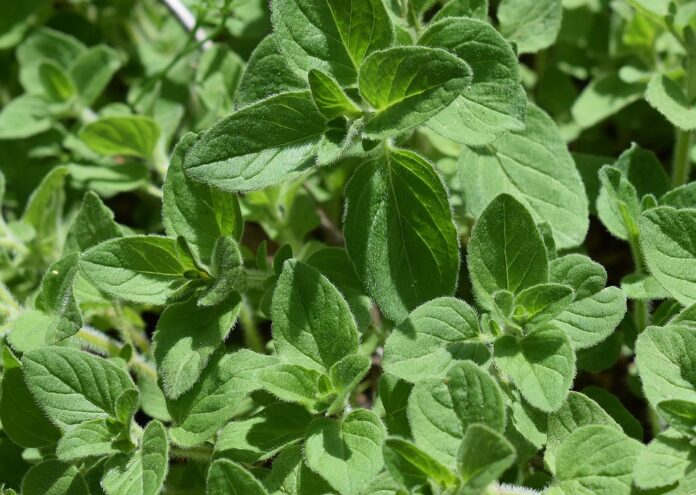 Top 10 oregano import companies in Saudi Arabia
