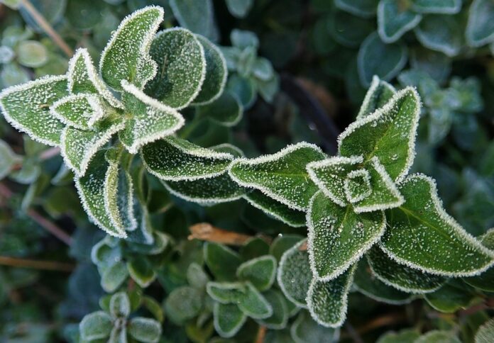Top 10 oregano import companies in South Korea