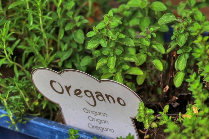 Top 10 oregano import companies in the Netherlands