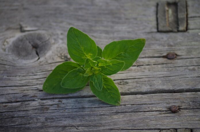 Top 10 oregano import companies in the United Kingdom