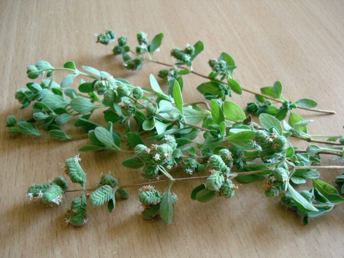 Top 10 oregano import companies in the United States
