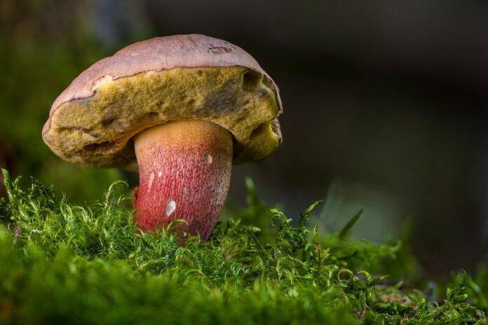 Top 10 organic mushroom stock products in global retail