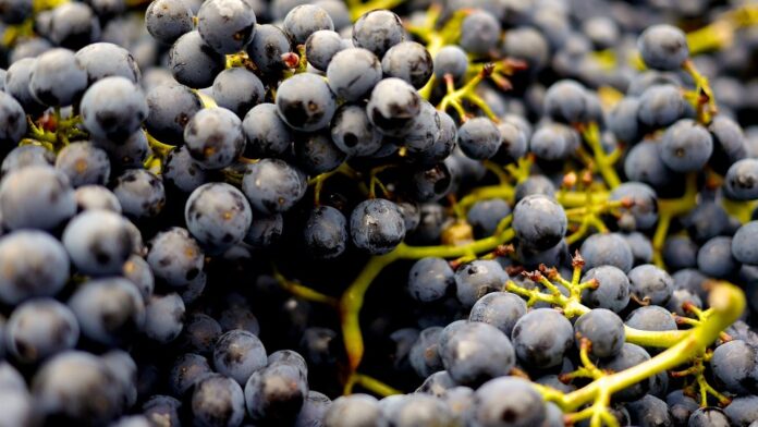 Top 10 organic pinot noir producers globally