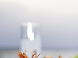 Top 10 ouzo import companies in Japan
