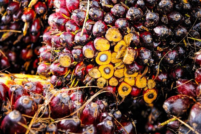 Top 10 palm oil export companies in Germany