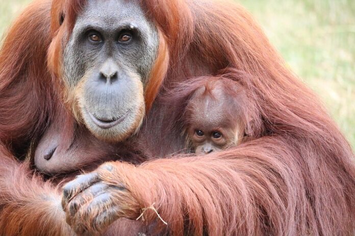 Top 10 palm oil export companies in United States