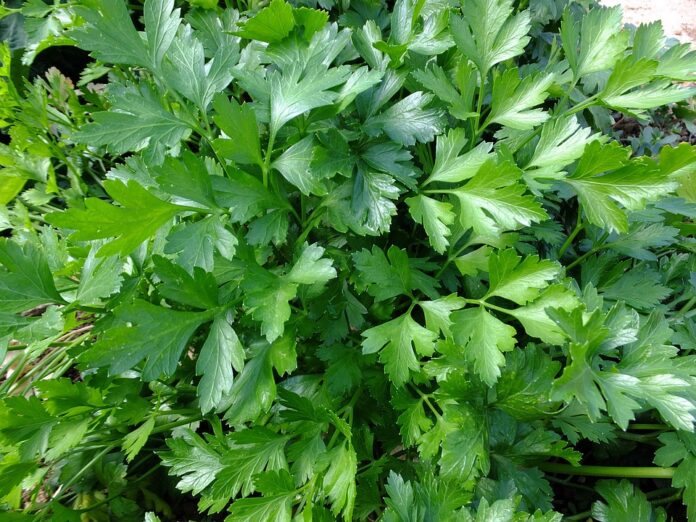 Top 10 parsley export companies in France