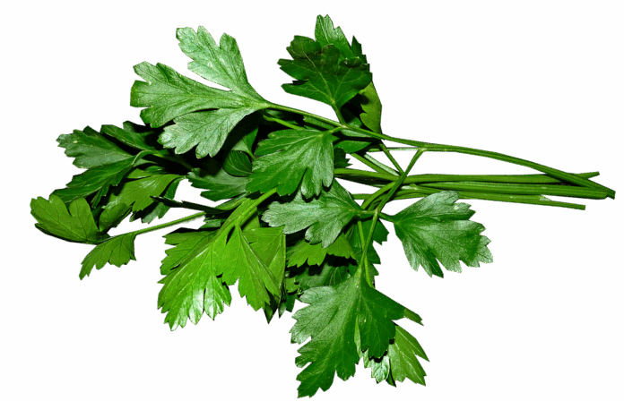 Top 10 parsley export companies in Germany