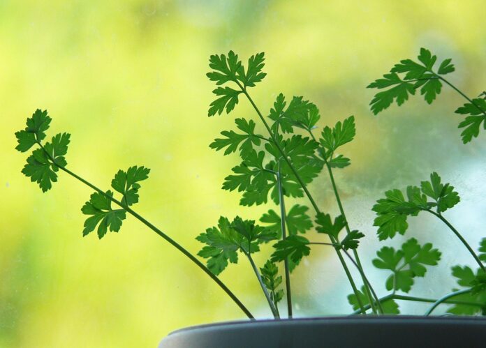 Top 10 parsley export companies in Iran