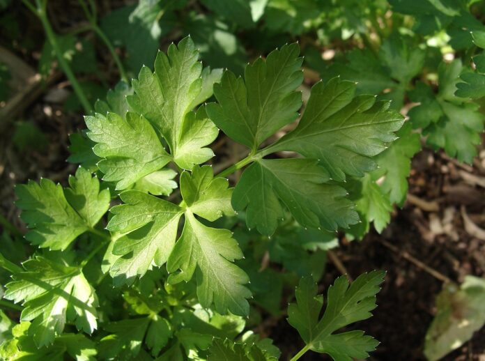 Top 10 parsley export companies in the United States