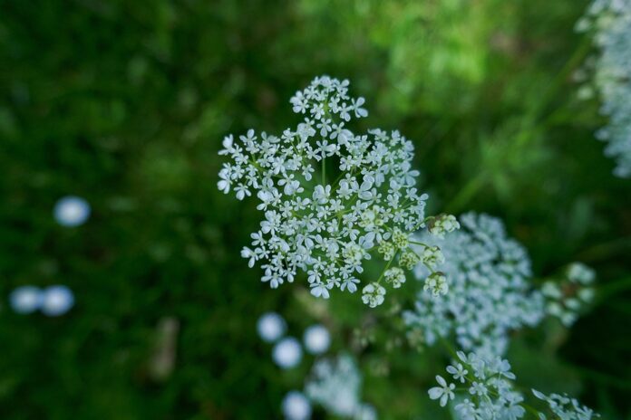 Top 10 parsley import companies in Brazil