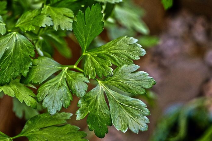 Top 10 parsley import companies in Germany