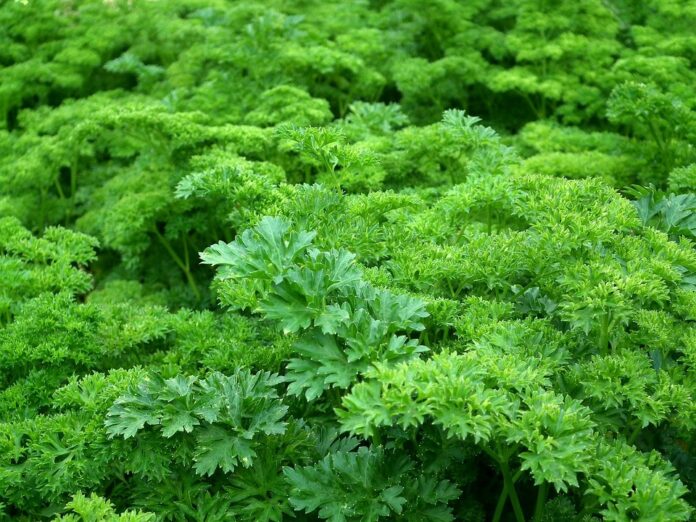 Top 10 parsley producing countries in the world in 2025