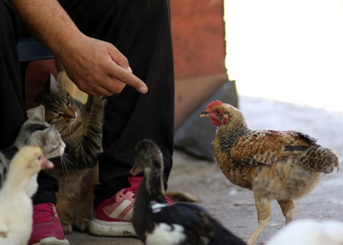Top 10 pet food producing countries in the world in 2025