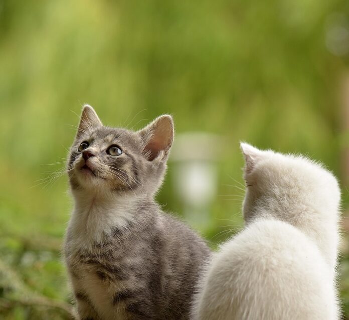 Top 10 pet supplements producers in Brazil