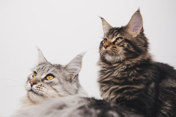 Top 10 pet supplements producers in France