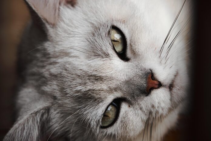 Top 10 pet supplements producers in Germany
