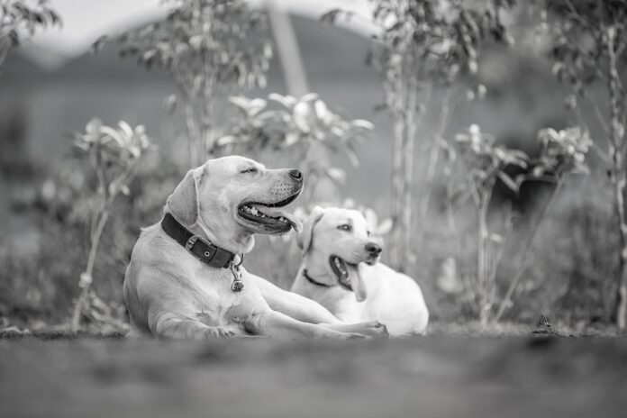 Top 10 pet supplements producers in the United Kingdom