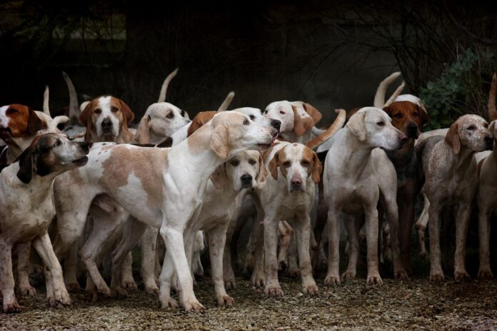 Top 10 pet supplements producers in the United States