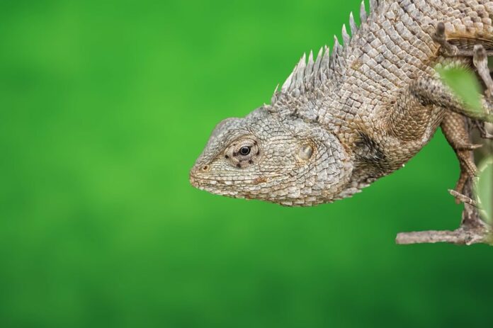 Top 10 pet vitamins producers in Thailand