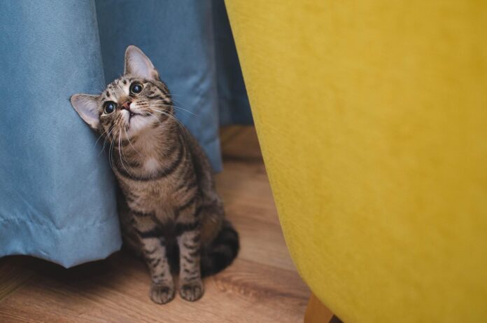 Top 10 pet vitamins producers in the United Kingdom
