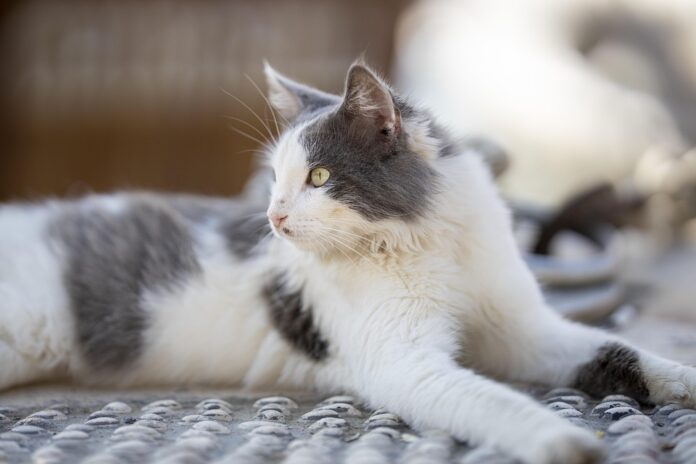 Top 10 pet vitamins product innovations launched in 2025