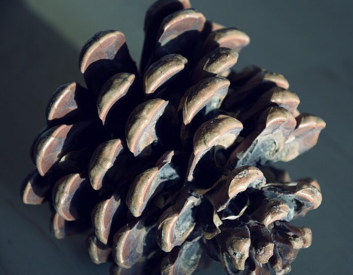 Top 10 pine nut brands in the United States