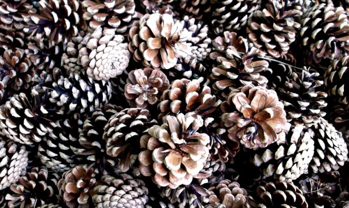 Top 10 pine nut export companies in Mongolia