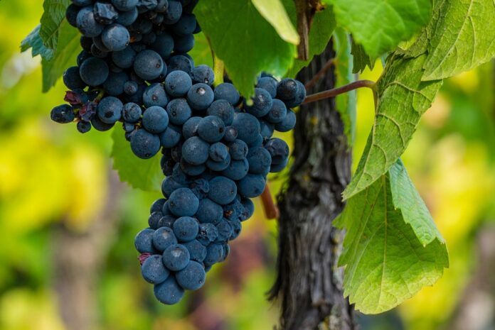 Top 10 pinot noir brands in supermarkets and retail