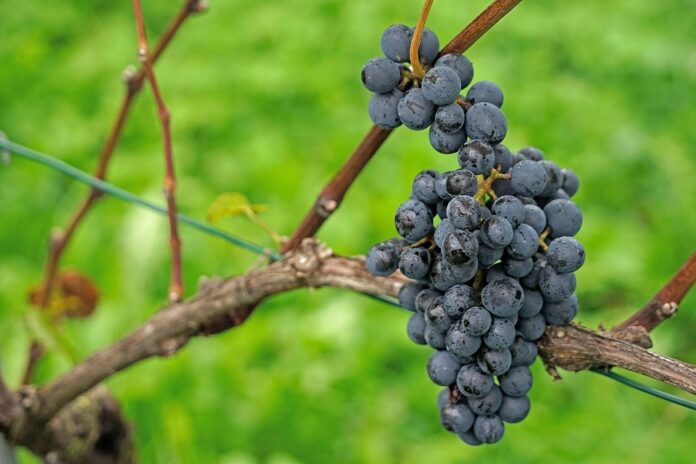 Top 10 pinot noir export companies in the United States