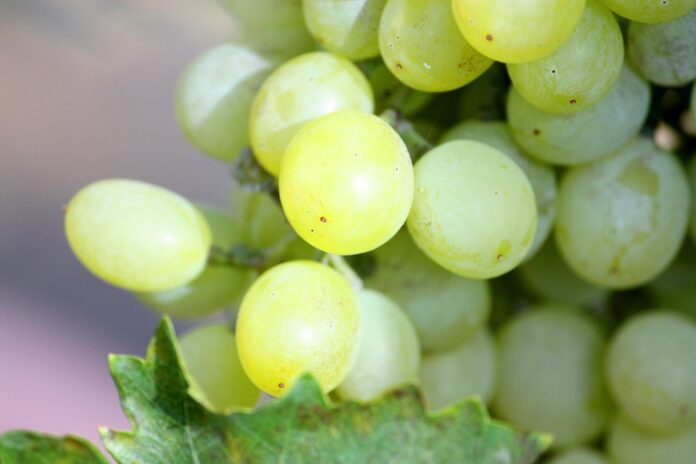 Top 10 pinot noir wine exporters by volume in 2025