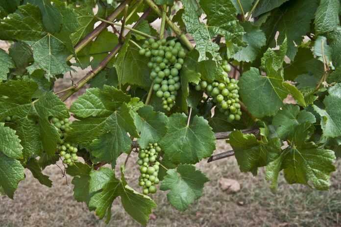 Top 10 pinot noir wine producers in New Zealand