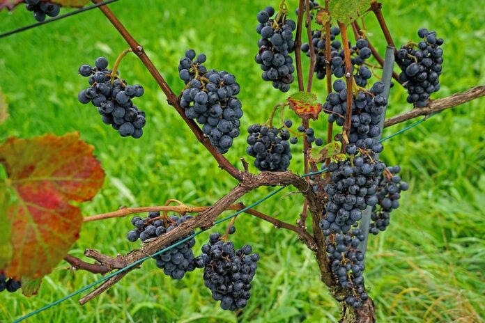 Top 10 pinot noir wine producers in the United States