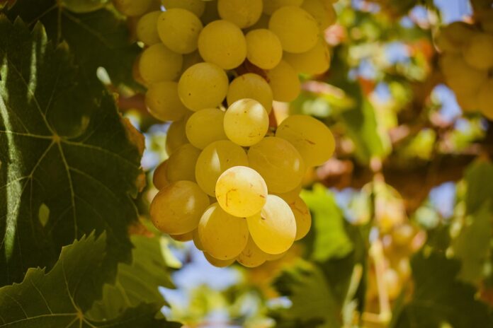 Top 10 pisco brands exported worldwide