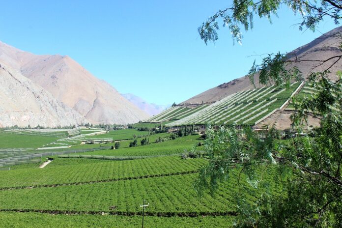 Top 10 pisco export companies in Italy