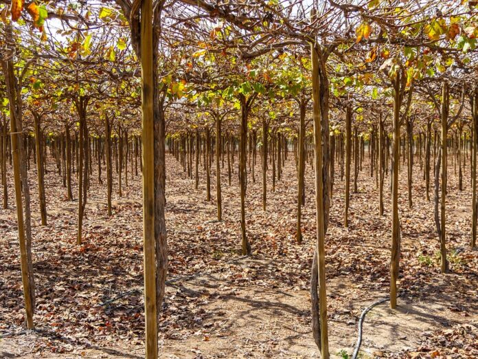 Top 10 pisco producers in France