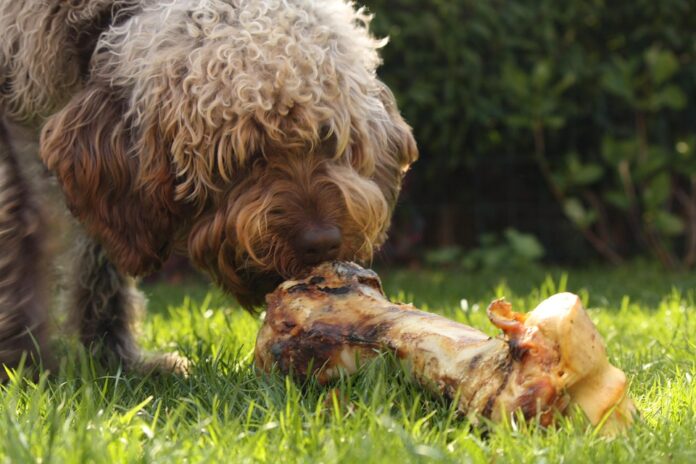 Top 10 prescription pet food producers in Brazil