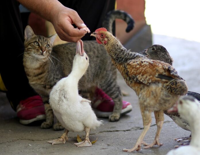 Top 10 prescription pet food producers in France