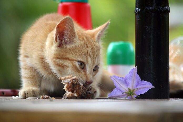 Top 10 prescription pet food producers in Germany