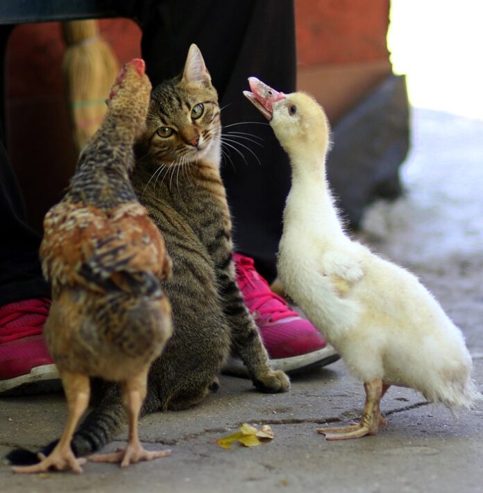 Top 10 prescription pet food producers in Thailand