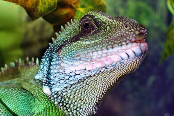 Top 10 private label exotic pet food manufacturers globally