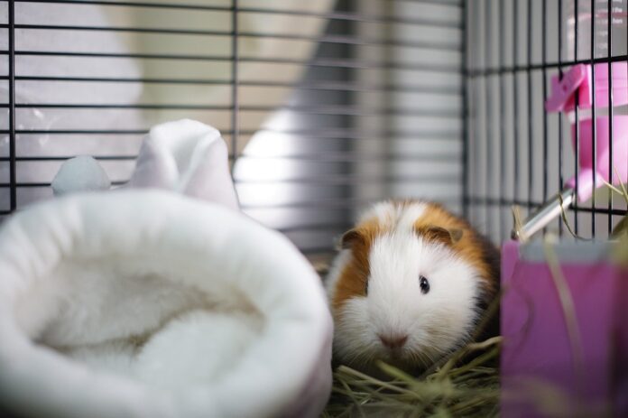 Top 10 private label guinea pig food manufacturers globally