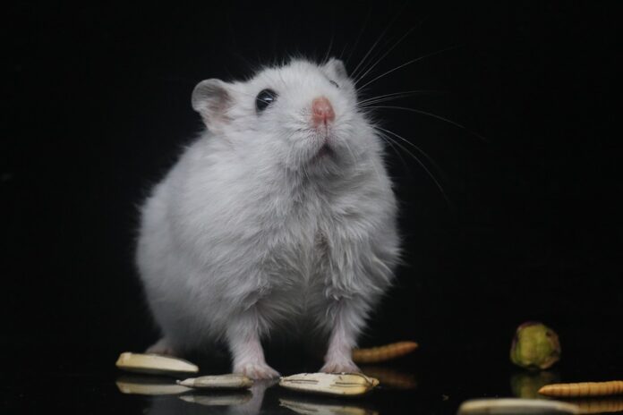 Top 10 private label hamster food manufacturers globally