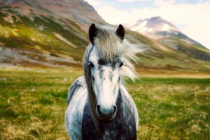 Top 10 private label horse food manufacturers globally